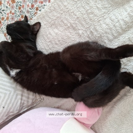 Photo 1/1 hope Chat perdu à Saint Aignan Grandlieu