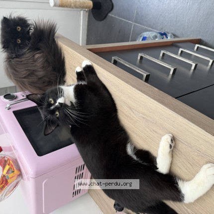 Photo 1/1 raikoo Chat perdu à Saint Martin Boulogne