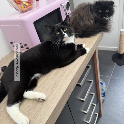 Photo 1/1 raikoo Chat perdu à Saint Martin Boulogne