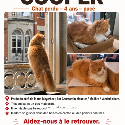 Photo 1/1 Chat retrouvé Perdu à Forest