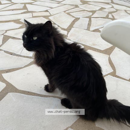 Photo 1/1 Chat trouvé Trouvé à Chateaurenard