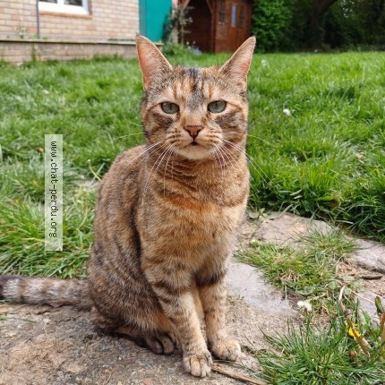 Photo de chat perdu à Herzeele