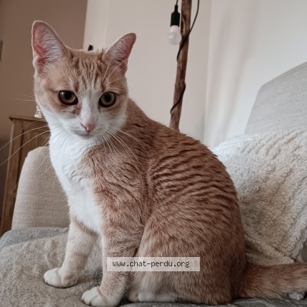 Photo 1/1 Nami Chat perdu à Gallardon