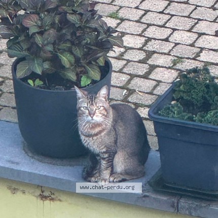 Photo 1/1 Chat trouvé Trouvé à Uccle