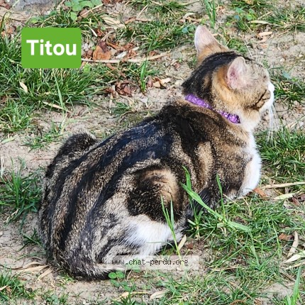 Photo 1/1 Titou Chat perdu à Fontaine