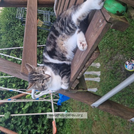 Photo 1/1 Chat trouvé Trouvé à Chambly