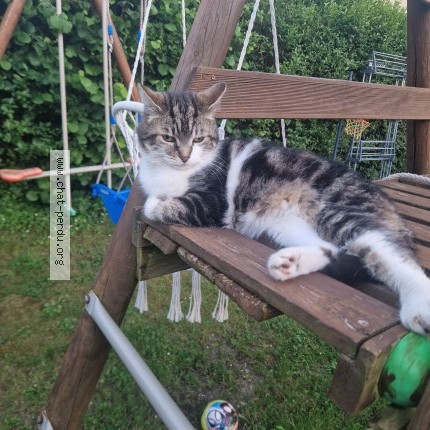 Photo 1/1 Chat trouvé Trouvé à Chambly