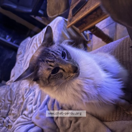 Photo 1/1 Chat retrouvé Perdu à Morainvilliers