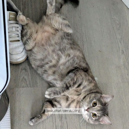 Photo de chat perdu à Maisons Laffitte