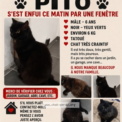 Photo 1/1 pito Chat perdu à Saint Etienne