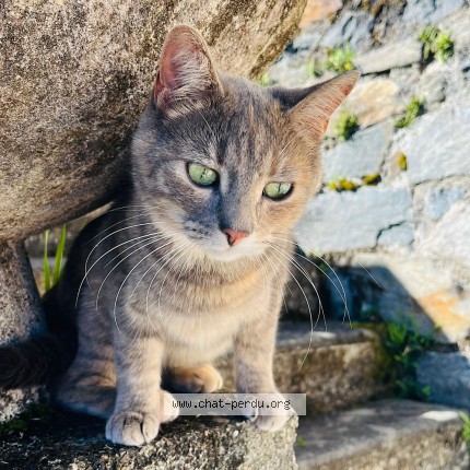 Photo de chat perdu à Tulle