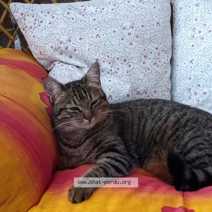 Photo de chat perdu à Ambert