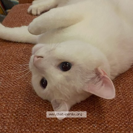 Photo 1/1 Véronneau Vincent Chat perdu à St Bruno De Montarville