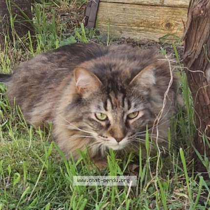 Photo de chat perdu à Houilles