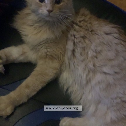 Photo 1/1 max Chat perdu à Brossard