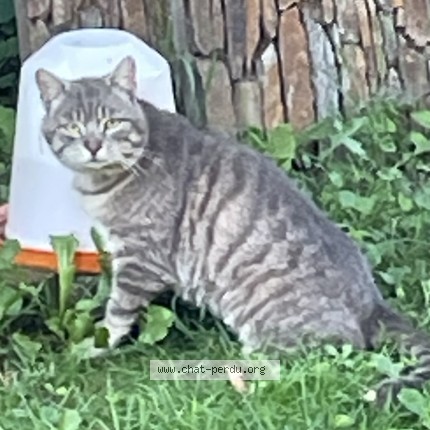 Photo 1/1 Chat trouvé Trouvé à Andancette