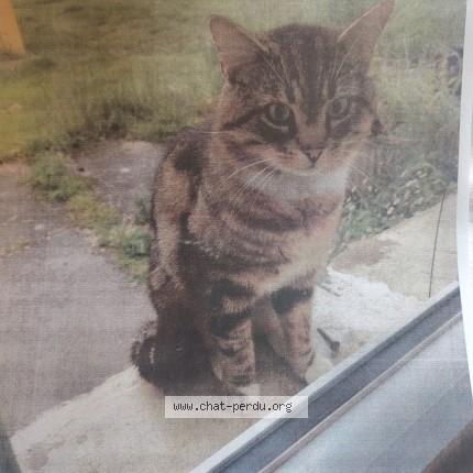 Photo 1/1 Chat trouvé Trouvé à Francheville