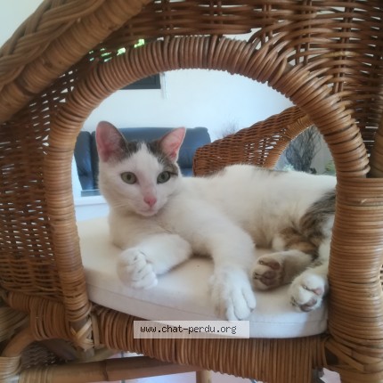 Photo 1/1 MUNING Chat perdu à Auray