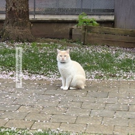 Photo 1/2 Chat retrouvé Perdu à Lille