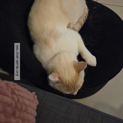 Photo 2/2 Chat retrouvé Perdu à Lille