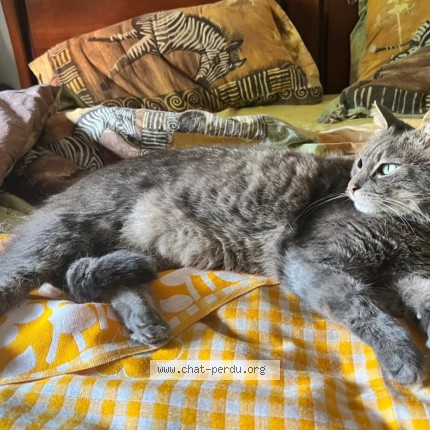 Photo 1/1 Tỳr Chat perdu à Lescar
