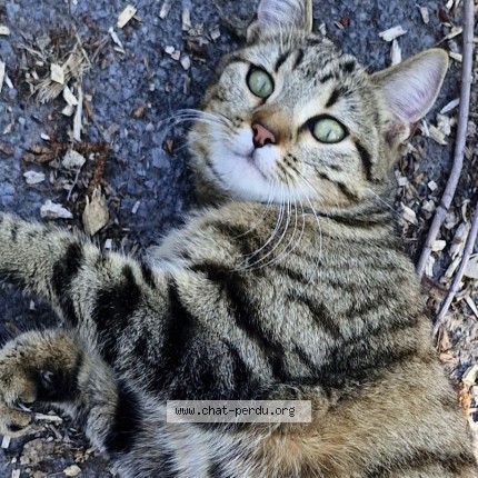Photo 1/1 Chat trouvé Trouvé à Villeneuve D Ascq