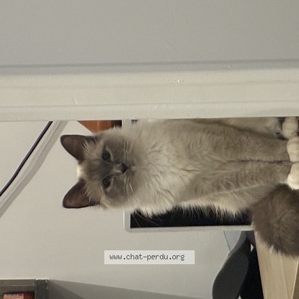 Photo 1/1 kili Chat perdu à Amiens