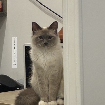 Photo 1/1 kili Chat perdu à Amiens