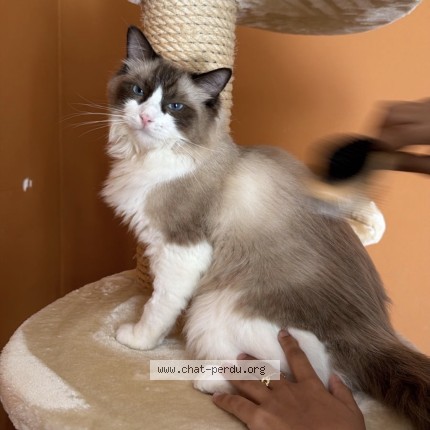 Photo 1/1 nilo Chat perdu à Saint Denis