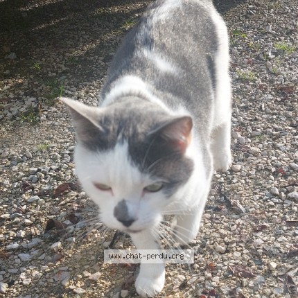 Photo 1/1 Chat retrouvé Perdu à Vallieres Sur Fier