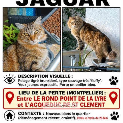 Photo 1/1 Jaguar Chat perdu à Montpellier