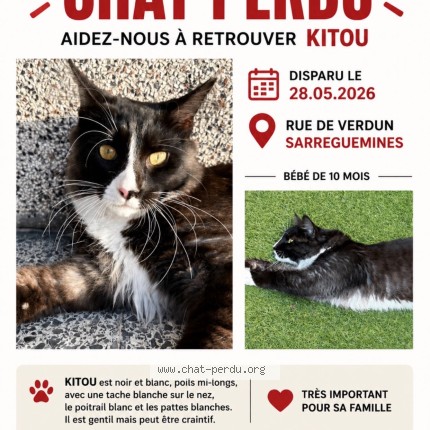Photo 1/1 kitou Chat perdu à Sarreguemines