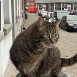 Ka&iuml;ro