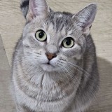 Savannah