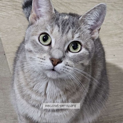 Photo 1/1 Savannah Chat perdu à Laval