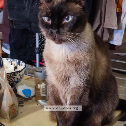 Photo 1/1 Chat retrouvé Perdu à Vaureal