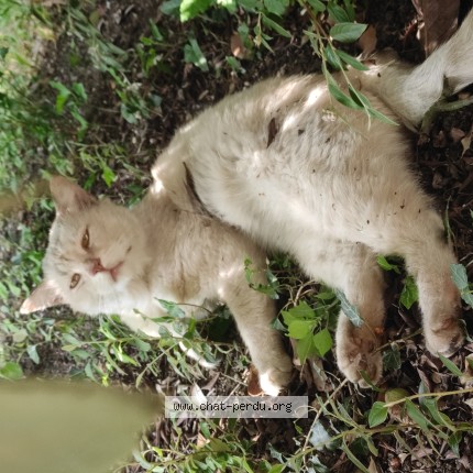 Photo 1/1 Chat trouvé Trouvé à Champs Sur Marne