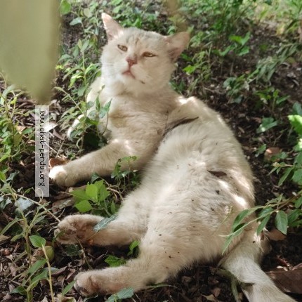 Photo 1/1 Chat trouvé Trouvé à Champs Sur Marne