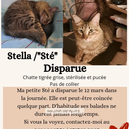 Photo 1/1 Stella Chat perdu à Cayenne