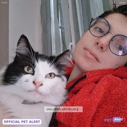 Photo de chat perdu à Ouchamps