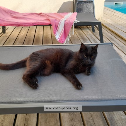 Photo 1/1 Folie Chat perdu à Niort