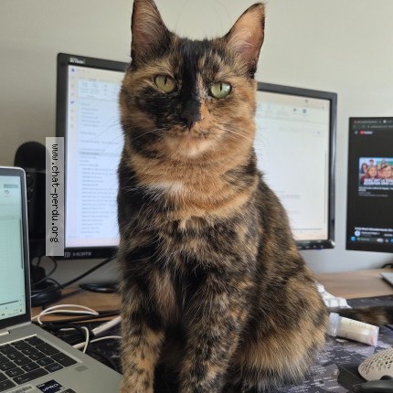 Photo 1/1 L&eacute;a Chat perdu à Laval