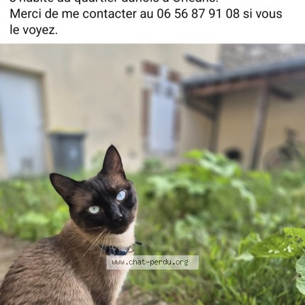 Photo 1/1 Toulouse Chat perdu à Orleans