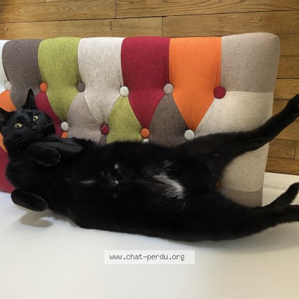 Photo de chat retrouvé à Asnieres Sur Seine