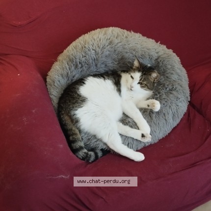 Photo 1/1 Chat retrouvé Perdu à Lodeve