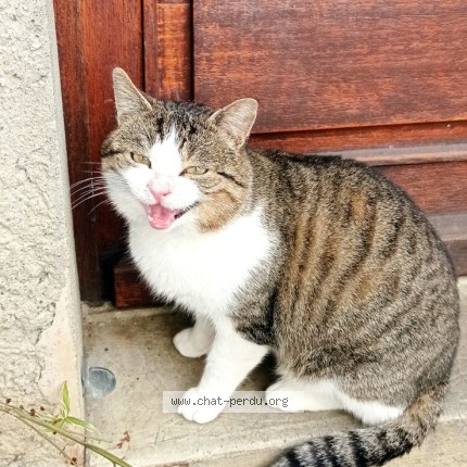 Photo 2/2 Chiquito Chat perdu à Sainte Marie D Alvey