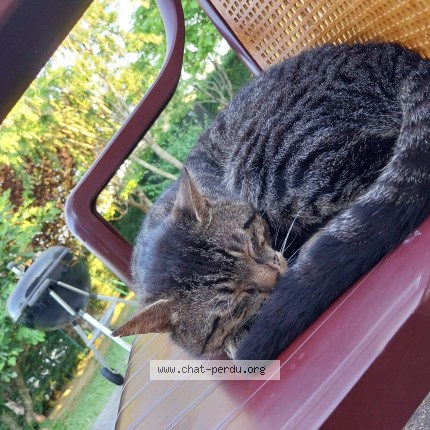 Photo de chat perdu à Vouneuil Sur Vienne