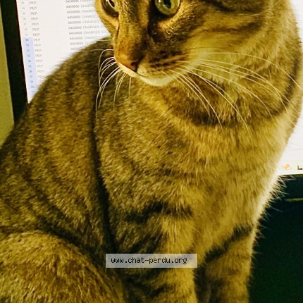 Photo de chat perdu à Arcachon