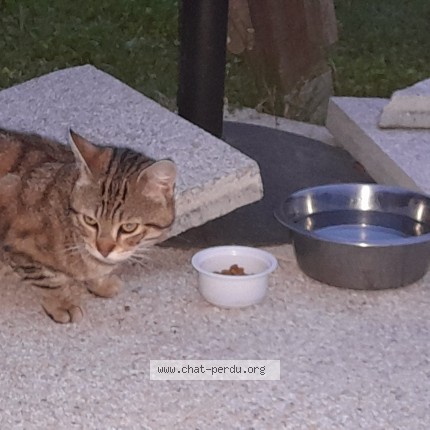 Photo 1/1 Chat trouvé Trouvé à Lavaur