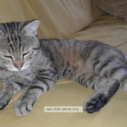 Photo 1/1 Chat trouvé Trouvé à Lavaur